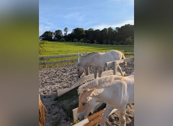 Fjord Horses, Mare, Foal (04/2025)