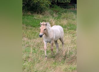 Fjord Horses, Mare, Foal (04/2025)