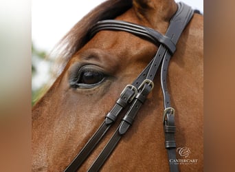 Brown English Bridle Premium Horse Tack CanterCart
