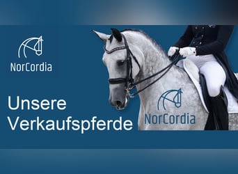 Hochwertige Dressurpferde von NorCordia