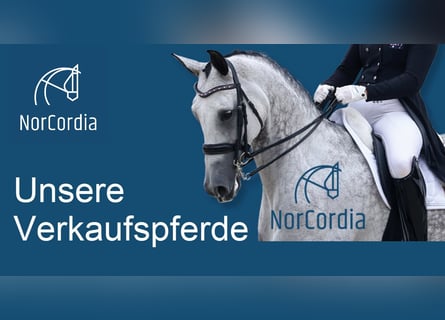 Hochwertige Dressurpferde von NorCordia