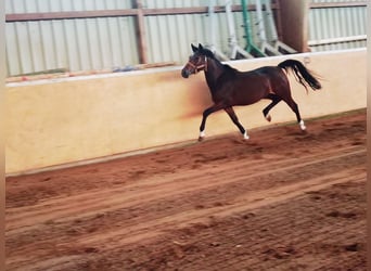 German Riding Pony, Mare, 2 years, 14.1 hh, Brown