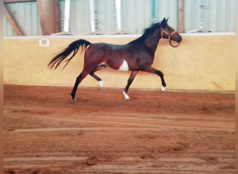 German Riding Pony, Mare, 2 years, 14.1 hh, Brown
