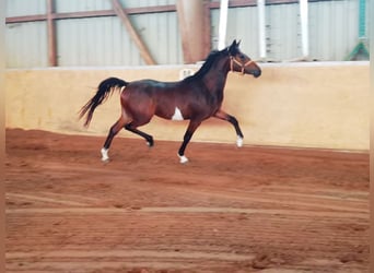 German Riding Pony, Mare, 2 years, 14.1 hh, Brown