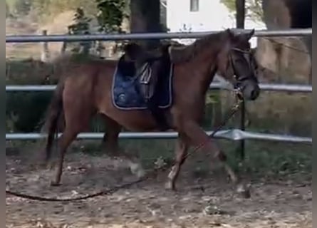 German Riding Pony, Mare, 4 years, 13.2 hh, Chestnut-Red German Riding Pony, Mare, 4 years, 13.2 hh, Chestnut-Red