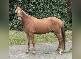 German Riding Pony, Mare, 4 years, 13.2 hh, Chestnut-Red German Riding Pony, Mare, 4 years, 13.2 hh, Chestnut-Red