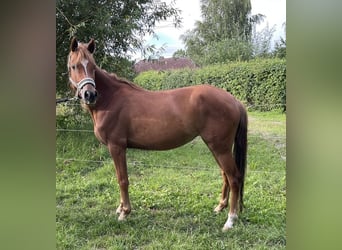 German Riding Pony, Mare, 4 years, 13.2 hh, Chestnut-Red German Riding Pony, Mare, 4 years, 13.2 hh, Chestnut-Red