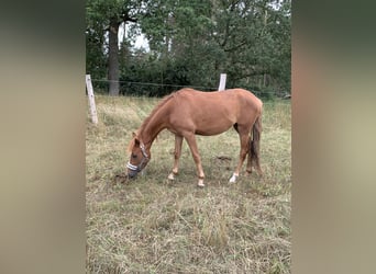 German Riding Pony, Mare, 4 years, 13.2 hh, Chestnut-Red German Riding Pony, Mare, 4 years, 13.2 hh, Chestnut-Red