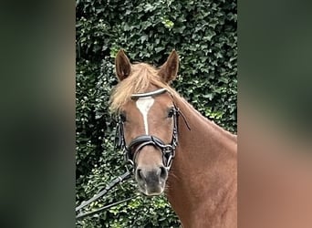German Riding Pony, Mare, 4 years, 13.2 hh, Chestnut-Red German Riding Pony, Mare, 4 years, 13.2 hh, Chestnut-Red