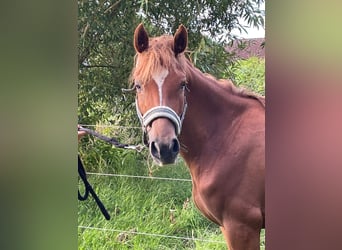 German Riding Pony, Mare, 4 years, 13.2 hh, Chestnut-Red German Riding Pony, Mare, 4 years, 13.2 hh, Chestnut-Red