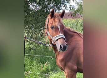 German Riding Pony, Mare, 4 years, 13.2 hh, Chestnut-Red German Riding Pony, Mare, 4 years, 13.2 hh, Chestnut-Red