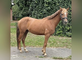 German Riding Pony, Mare, 4 years, 13.2 hh, Chestnut-Red German Riding Pony, Mare, 4 years, 13.2 hh, Chestnut-Red