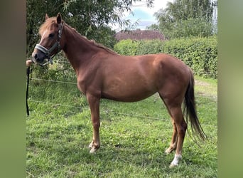 German Riding Pony, Mare, 4 years, 13.2 hh, Chestnut-Red German Riding Pony, Mare, 4 years, 13.2 hh, Chestnut-Red