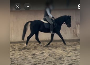 German Riding Pony, Stallion, 20 years, 14.3 hh, Black