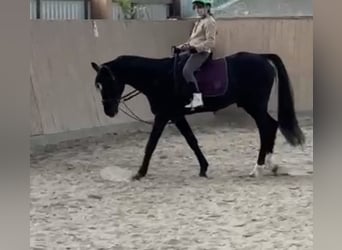 German Riding Pony, Stallion, 20 years, 14.3 hh, Black
