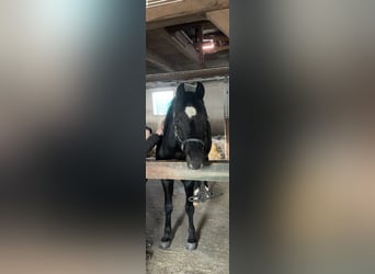 German Riding Pony, Stallion, 20 years, 14.3 hh, Black