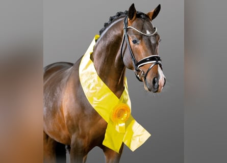 German Riding Pony, Stallion, 6 years, 14.2 hh, Brown