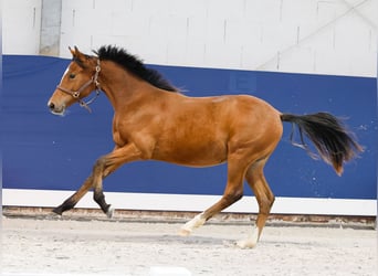 German Riding Pony, Stallion, Foal (05/2025), Brown