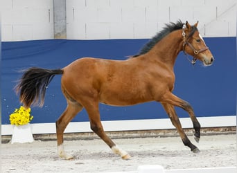 German Riding Pony, Stallion, Foal (05/2025), Brown