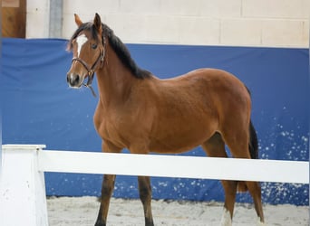 German Riding Pony, Stallion, Foal (05/2025), Brown