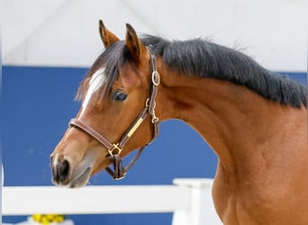 German Riding Pony, Stallion, Foal (05/2025), Brown