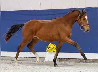 German Riding Pony, Stallion, Foal (05/2025), Brown