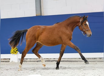 German Riding Pony, Stallion, Foal (05/2025), Brown