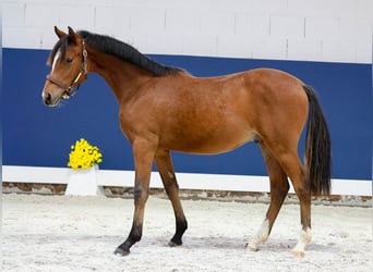 German Riding Pony, Stallion, Foal (05/2025), Brown