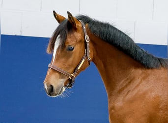 German Riding Pony, Stallion, Foal (05/2025), Brown