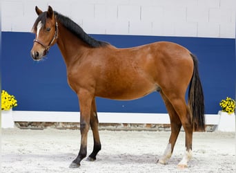 German Riding Pony, Stallion, Foal (05/2025), Brown