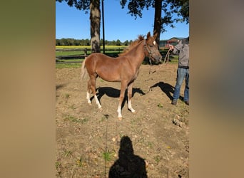 German Riding Pony, Stallion, Foal (04/2025), Chestnut