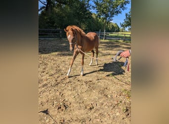 German Riding Pony, Stallion, Foal (04/2025), Chestnut