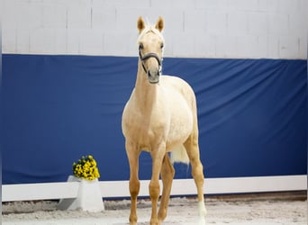 German Riding Pony, Stallion, Foal (05/2025), Palomino