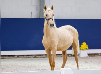 German Riding Pony, Stallion, Foal (05/2025), Palomino