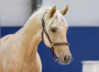 German Riding Pony, Stallion, Foal (05/2025), Palomino