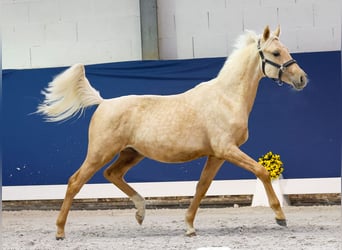 German Riding Pony, Stallion, Foal (05/2025), Palomino