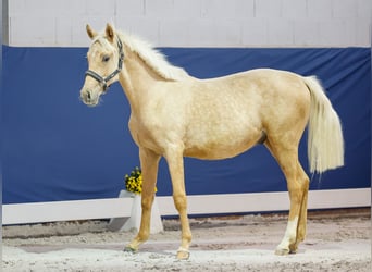 German Riding Pony, Stallion, Foal (05/2025), Palomino