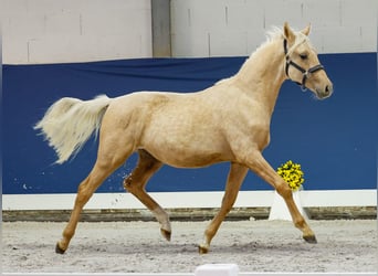 German Riding Pony, Stallion, Foal (05/2025), Palomino