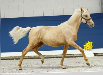 German Riding Pony, Stallion, Foal (05/2025), Palomino