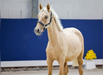 German Riding Pony, Stallion, Foal (05/2025), Palomino