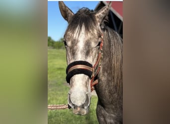 German Sport Horse, Gelding, 2 years, 16.2 hh, Grey