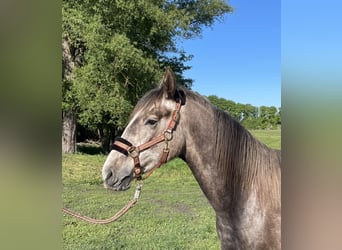 German Sport Horse, Gelding, 2 years, 16.2 hh, Grey