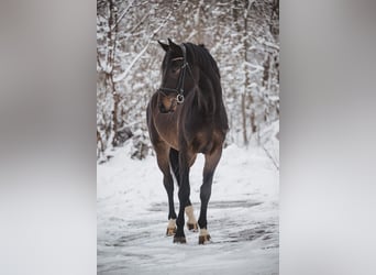 German Sport Horse, Gelding, 4 years, 17 hh, Bay-Dark