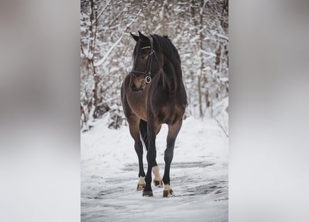 German Sport Horse, Gelding, 4 years, 17 hh, Bay-Dark