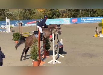German Sport Horse, Gelding, 5 years, 16.1 hh, Grey