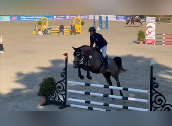 German Sport Horse, Gelding, 5 years, 16.1 hh, Grey