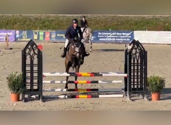 German Sport Horse, Gelding, 5 years, 16.1 hh, Grey
