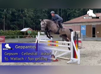 German Sport Horse, Gelding, 5 years, 16.1 hh, Grey