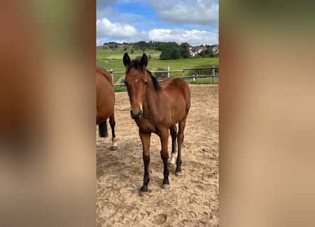 German Sport Horse, Mare, Foal (05/2025), 16.2 hh, Brown