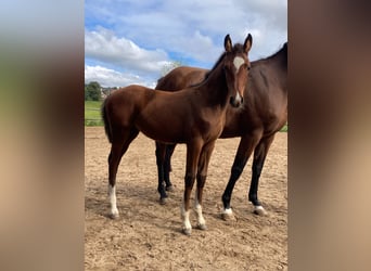 German Sport Horse, Mare, Foal (05/2025), 16 hh, Brown